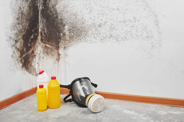Best Commercial Mold Removal  in East Peoria, IL