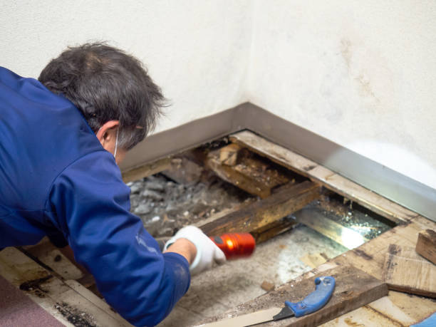 East Peoria, IL Mold Removal Company