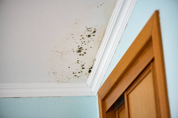 Best Mold Damage Repair  in East Peoria, IL