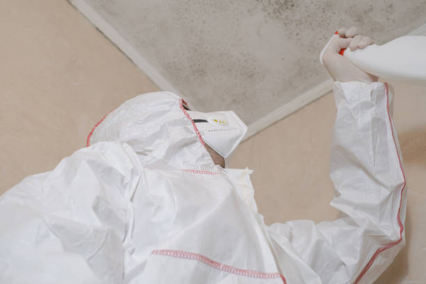 Best Mold Testing and Removal  in East Peoria, IL