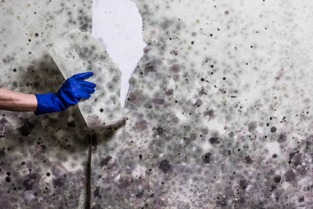 Best Mold Removal Near Me  in East Peoria, IL