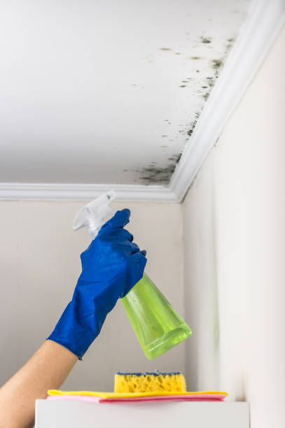Best Emergency Mold Removal  in East Peoria, IL