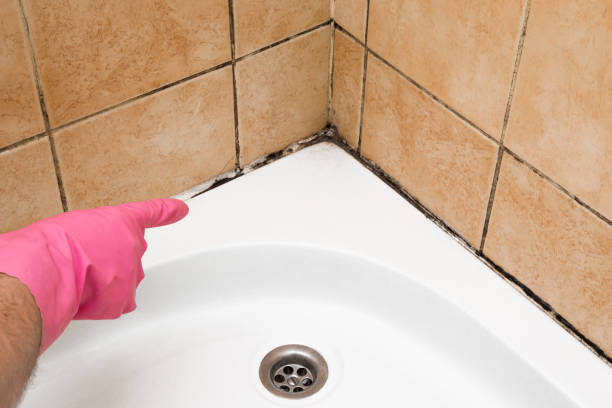 Best Attic Mold Removal  in East Peoria, IL