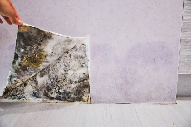 Best Attic Mold Removal  in East Peoria, IL